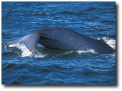 La baleine bleue