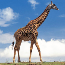 La girafe