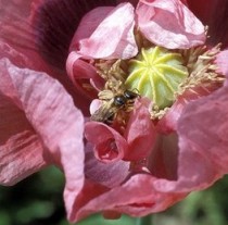 L'abeille mellifère