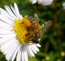 L'abeille mellifère