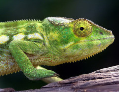 Le caméléon