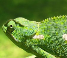 Le caméléon