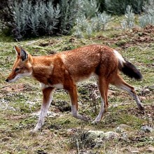 Le loup d’Abyssinie