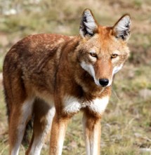 Le loup d’Abyssinie