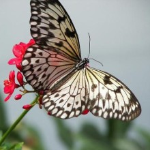 Le papillon