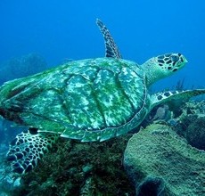 pourquoi la tortue luth dort-elle près de la surface de l'eau