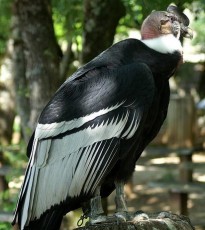 Le condor des Andes