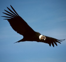 Le condor des Andes