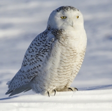 L’harfang des neiges