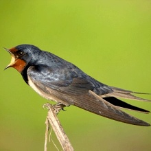 Le rouge-gorge