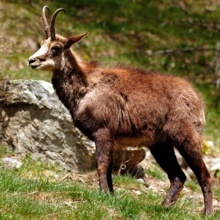 Le chamois