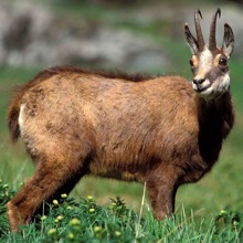 Le chamois