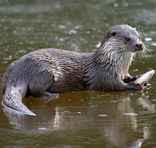 La loutre