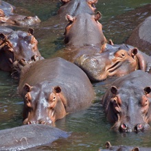 L'hippopotame