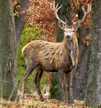 Le cerf