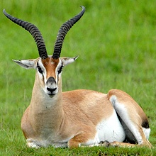 La gazelle de Thomson