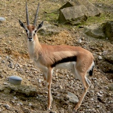 La gazelle de Thomson