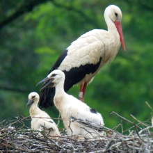 La cigogne blanche