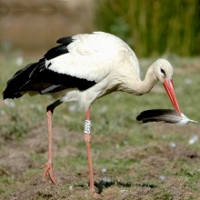 La cigogne blanche