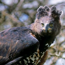 L’aigle couronné