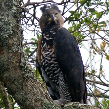 L’aigle couronné