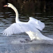 Le cygne