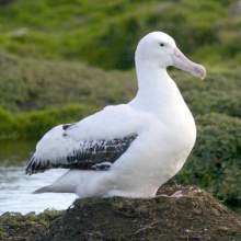 L'Albatros