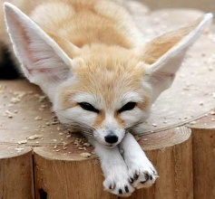 Le fennec