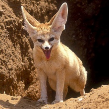 Le fennec