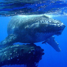 La baleine à bosse