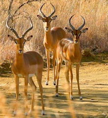 L'antilope