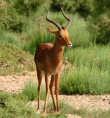 L'antilope