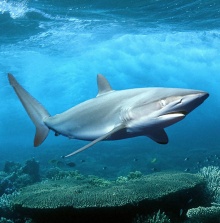 Le requin blanc