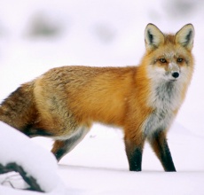 Le renard