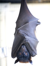 La chauve-souris