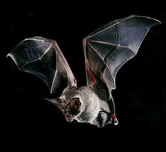 La chauve-souris