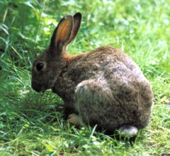 Le lapin