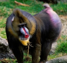 Le mandrill