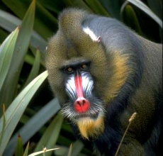 Le mandrill