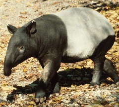 Le tapir