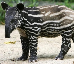 Le tapir